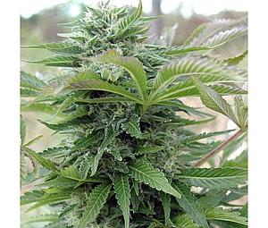 AFGHANI GOLD  5pcs feminized (Spliff Seeds)