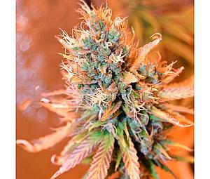 BLUE MEDI KUSH  5pcs feminized (Spliff Seeds)