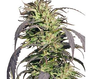 GOLD RUSH OUTDOOR  5pcs feminized (Spliff Seeds)