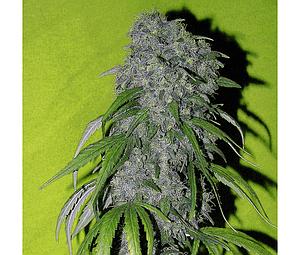 NEVILLE'S HAZE  5pcs feminized (Spliff Seeds)