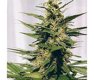 POLM GOLD OUTDOOR  5pcs feminized (Spliff Seeds)