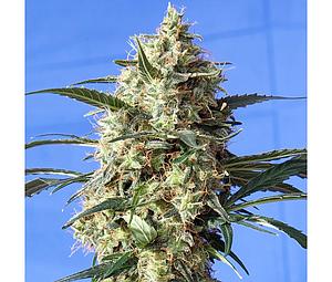 SNOW WHITE  5pcs feminized (Spliff Seeds)