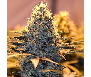 SPLIFF CHEESE  5pcs feminized (Spliff Seeds)