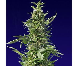 SPLIFFE DIESEL  5pcs feminized (Spliff Seeds)