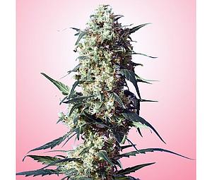 SPLIFF STRAWBERRY  5pcs feminized (Spliff Seeds)