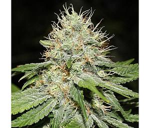 SWEET 'N SOUR INDOOR  5pcs feminized (Spliff Seeds)