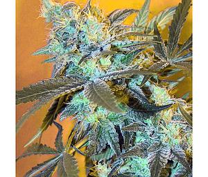 WHITE WIDOW  5pcs feminized (Spliff Seeds)