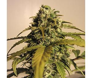 AK AUTOMATIC  5pcs autoflower & feminized (Spliff Seeds)