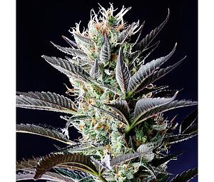 DUTCH BLUE AUTOMATIC  5pcs autoflower & feminized (Spliff Seeds)