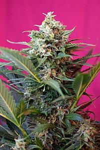 BIG DEVIL  3pcs feminized (Sweet Seeds)