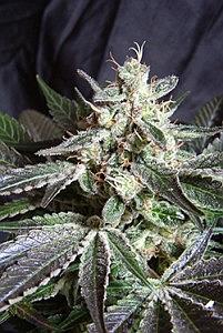 BLACK JACK  3pcs feminized (Sweet Seeds)