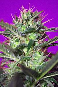 BOTAFUMEIROS  3pcs feminized (Sweet Seeds)