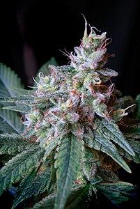 CREAM CARAMEL  3pcs feminized (Sweet Seeds)