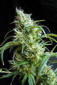 FLASH BACK # 2  3pcs feminized (Sweet Seeds)