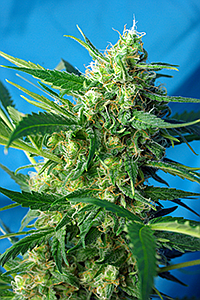 ICE COOL  3pcs feminized (Sweet Seeds)