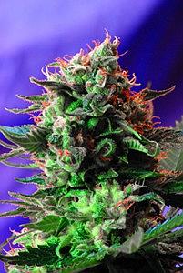 JACK 47  3pcs feminized (Sweet Seeds)