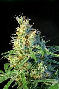 PSICODELICIA  3pcs feminized (Sweet Seeds)