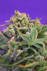 SWEET CHEESE  3pcs feminized (Sweet Seeds)