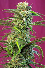 SWEET THAI  3pcs feminized (Sweet Seeds)