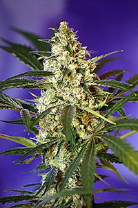 FAST BUD  5pcs feminized (Sweet Seeds)