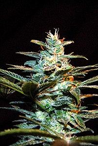 ICE COOL  5pcs feminized (Sweet Seeds)