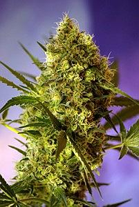 BIG DEVIL  10pcs feminized (Sweet Seeds)