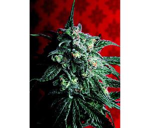 A-TRAIN  5pcs feminized (T.H. Seeds)