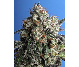 BURMESE KUSH  5pcs feminized (T.H. Seeds)