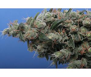 KUSHAGE  5pcs feminized (T.H. Seeds)