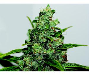 MK ULTRA WRECK  5pcs feminized (T.H. Seeds)