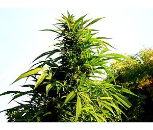 S.A.G.E.  5pcs feminized (T.H. Seeds)