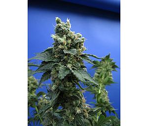 SAGE N SOUR  5pcs feminized (T.H. Seeds)