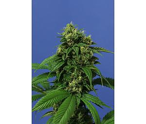 WRECKAGE  5pcs feminized (T.H. Seeds)