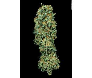 MK ULTRA  10pcs feminized (T.H. Seeds)