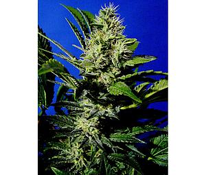 CHOCOLATE CHUNK  10pcs regular (T.H. Seeds)