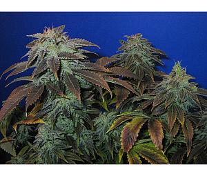 HEAVY DUTY FRUITY  10pcs regular (T.H. Seeds)