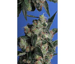 KUSHAGE  10pcs regular (T.H. Seeds)