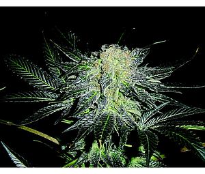 MENDOCINO MADNESS  10pcs regular (T.H. Seeds)