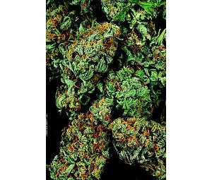 MK ULTRA  10pcs regular (T.H. Seeds)