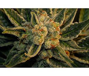 MR. BUBBLE  10pcs regular (T.H. Seeds)