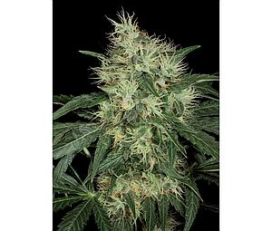 LAMBO 10pcs regular (T.H. Seeds)