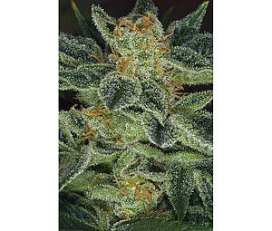 SKUNK XXX  10pcs regular (T.H. Seeds)