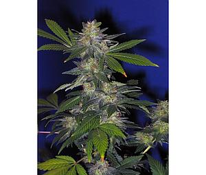 THE HOG  10pcs regular (T.H. Seeds)