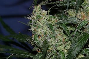 CANNADENTIAL 6pcs feminized (DNA Genetics)