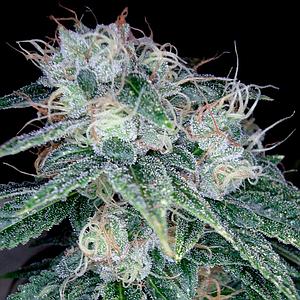 SOUR DIESEL 6pcs feminized (DNA Genetics)