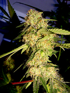 RECON 6 pcs feminized (DNA Genetics)