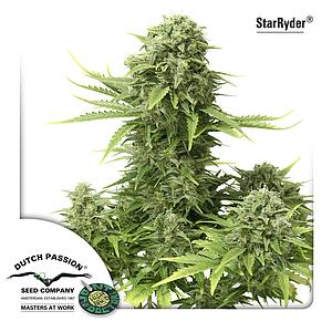 STARRYDER 7pcs autoflower (Dutch Passion)