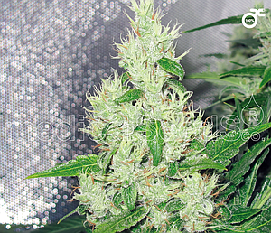 Y GRIEGA 5pcs feminized (Medical Seeds)