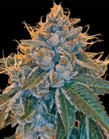 KOSHER KUSH 6pcs feminized (DNA Genetics)