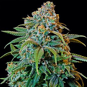 LIBERTY HAZE 5pcs feminized (Barney's Farm)